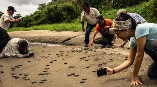 Nacimiento de taricayas en la Reserva Nacional Pacaya Samiria.