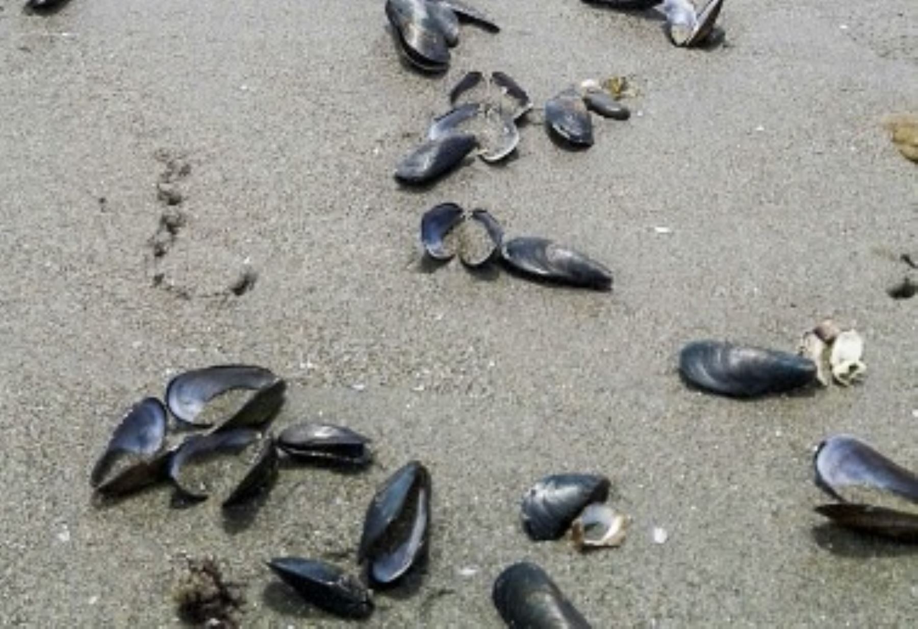 Los fuertes oleajes registrados los últimos días en la costa del norte del país ocasionaron que las playas del puerto de Pimentel, región Lambayeque, queden expuestas durante las bajas mareas, lo que produjo una varazón de moluscos, informó el Instituto del Mar del Perú (Imarpe).