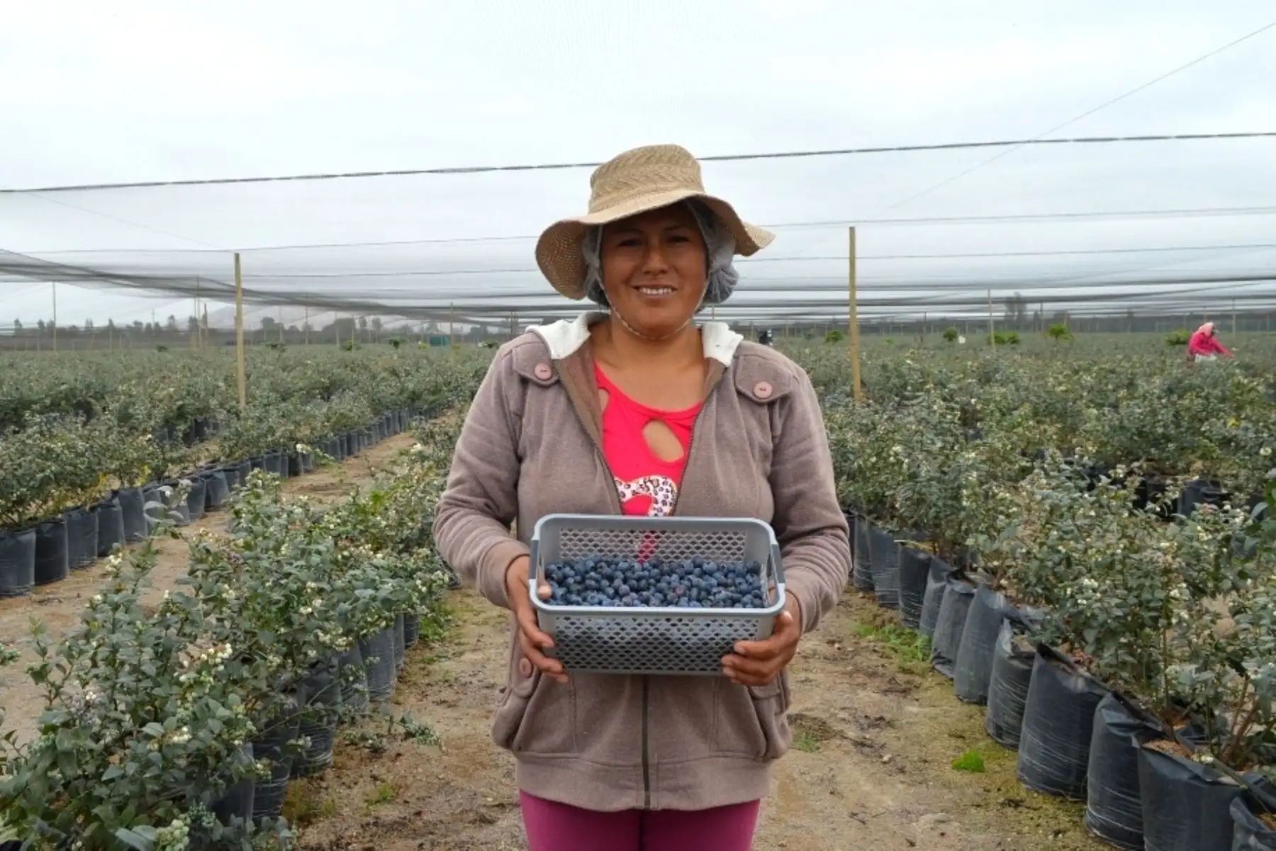 Productora de arándanos. Foto: Sierra y Selva Exportadora.