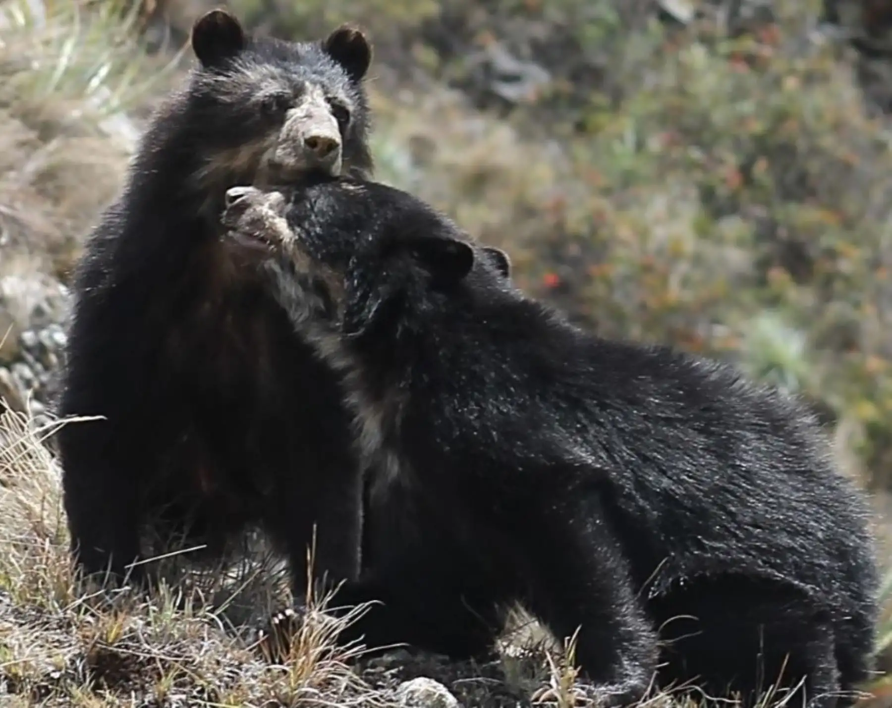 El oso andino o de anteojos es una de las especies que vive en el Santuario Histórico Machu Picchu. ANDINA/Difusión