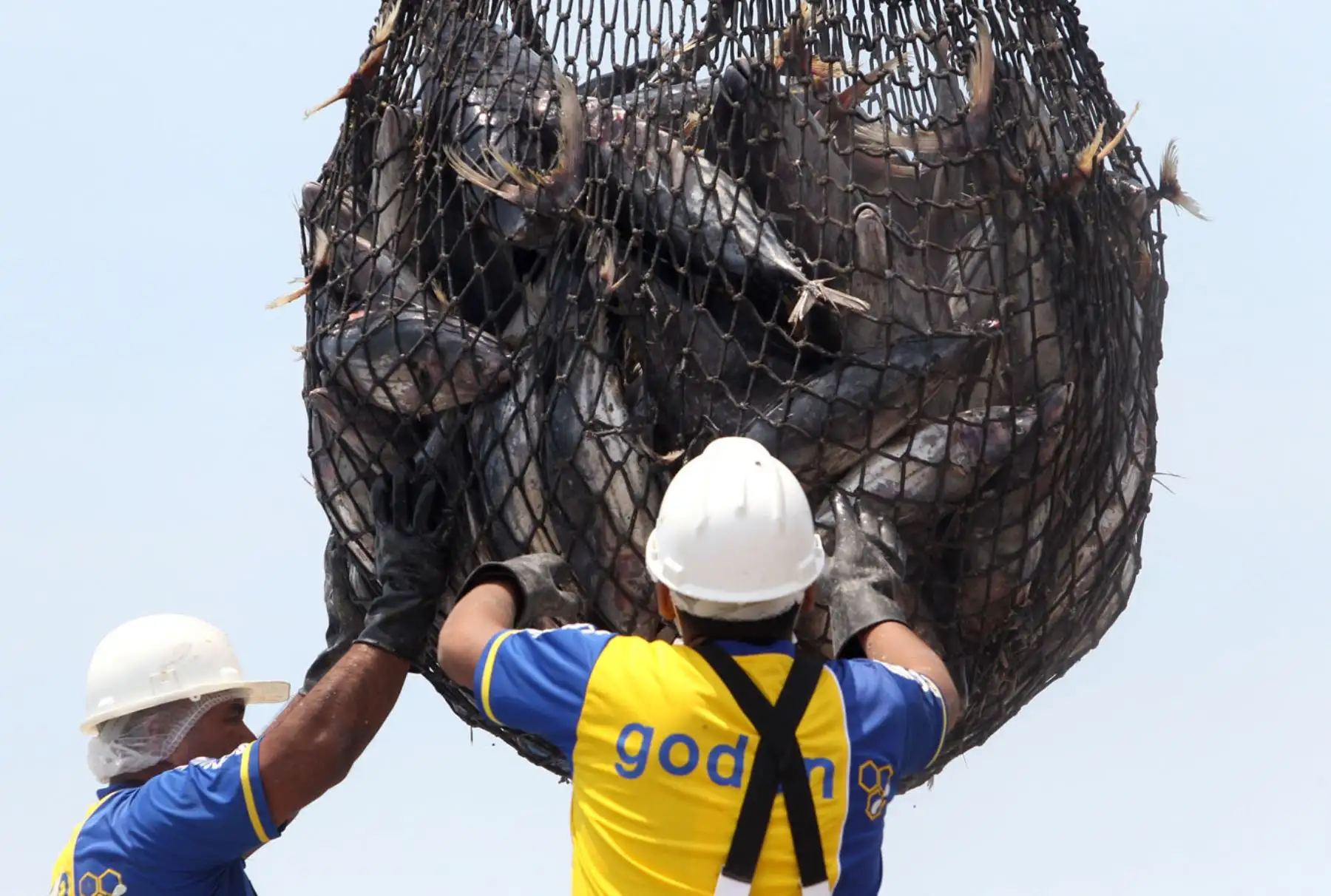 Pesca de atún. ANDINA/Héctor Vinces