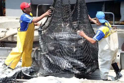 Pesca de atún. Foto: ANDINA/Héctor Vinces