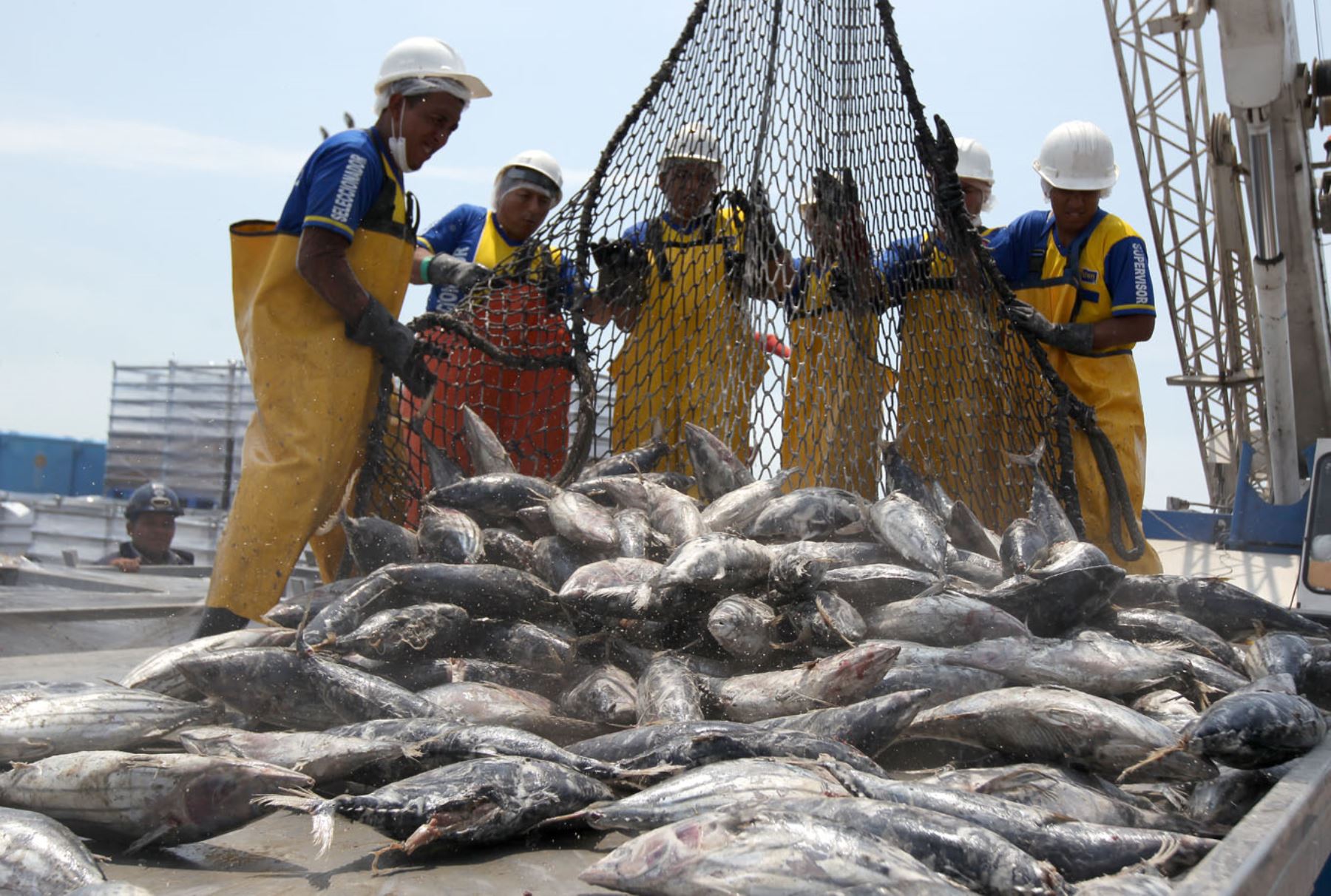 Trabajadores en pesca de atún. ANDINA/Héctor Vinces
