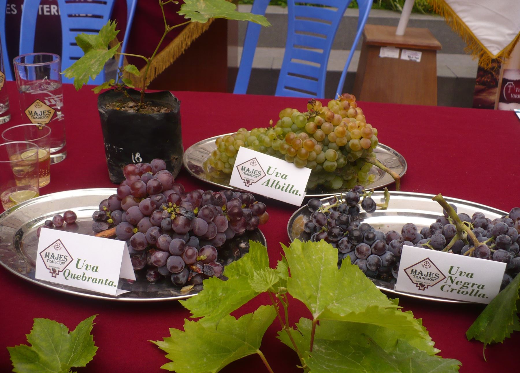 Analizarán ADN de variedades de uva que se producen en la región Arequipa. ANDINA