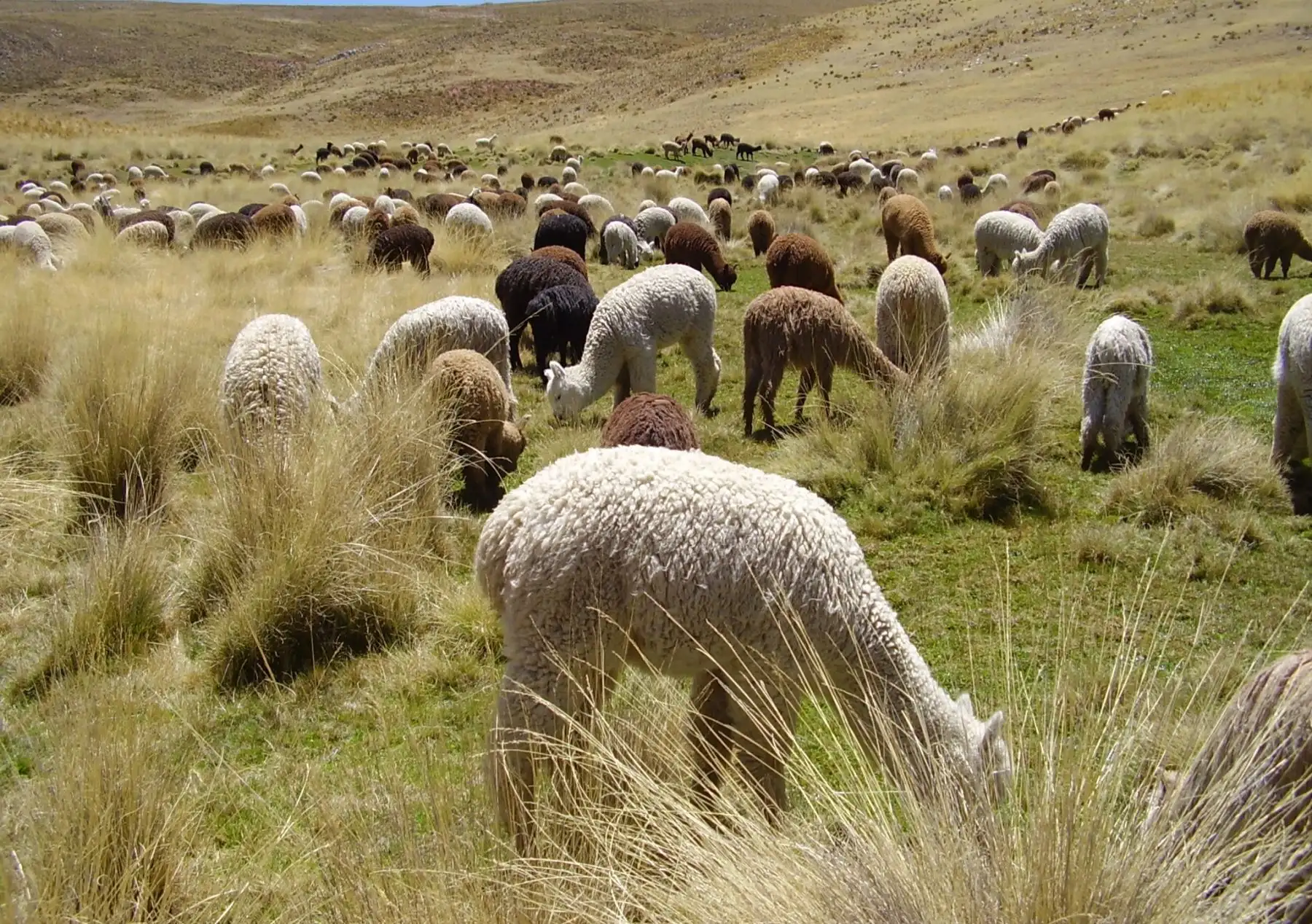 ANDINA/Difusión