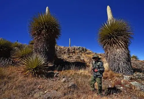 Iniciarán investigación de la Puya Raimondi. ANDINA/Difusión