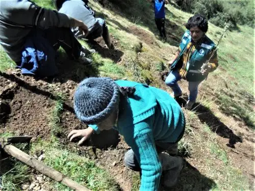 En la actualidad, solo hay pequeños fragmentos de bosques con estos árboles, y estas acciones sirven para incentivar el repoblamiento de esta especie.