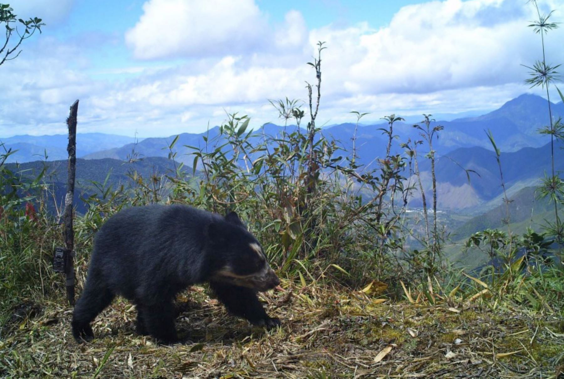 El oso andino es una de las especies protegidas gracias al importante rol que cumple Cajamarca en el corredor de conservaciÃ³n binacional PerÃº-Ecuador. ANDINA/DifusiÃ³n