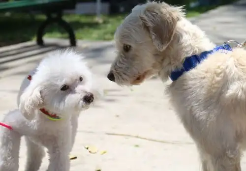 Mascotas ya no estarán desprotegidas en Miraflores. Foto:  ANDINA/Difusión