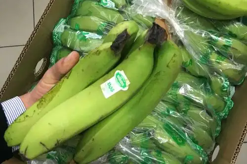 Banano orgánico del norte del Perú. Foto: Mincetur.