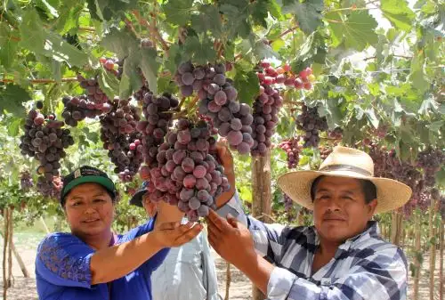 Racimos de uvas. ANDINA/Difusión