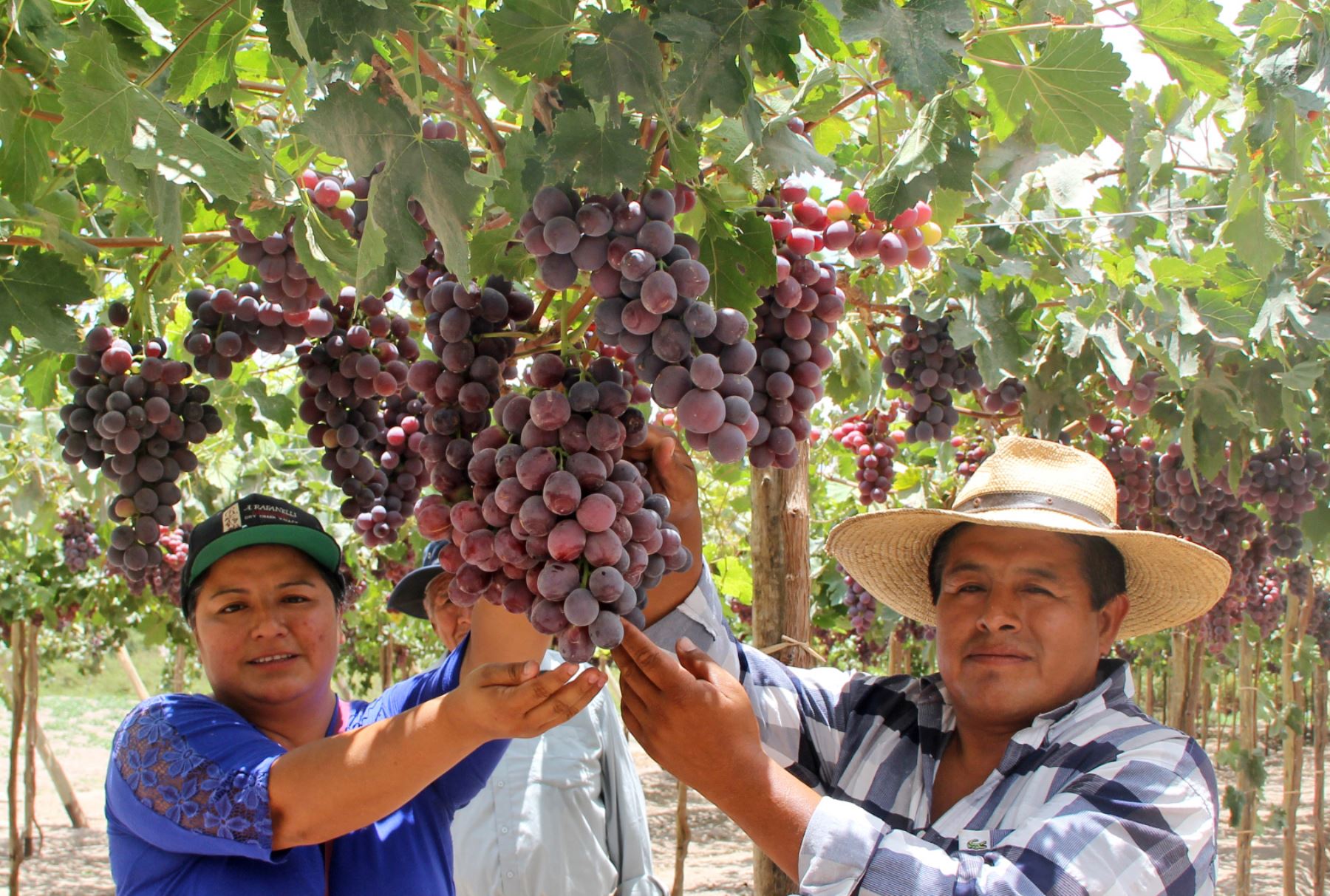 Cosecha de uva tipo Red Globe en Locumba, Tacna. Foto: Minagri.