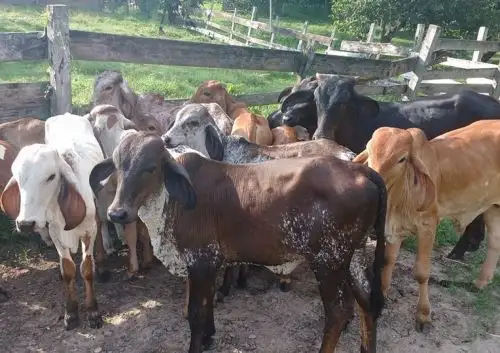 Comunidades indígenas de Loreto reciben módulos de animales de crianza. ANDINA