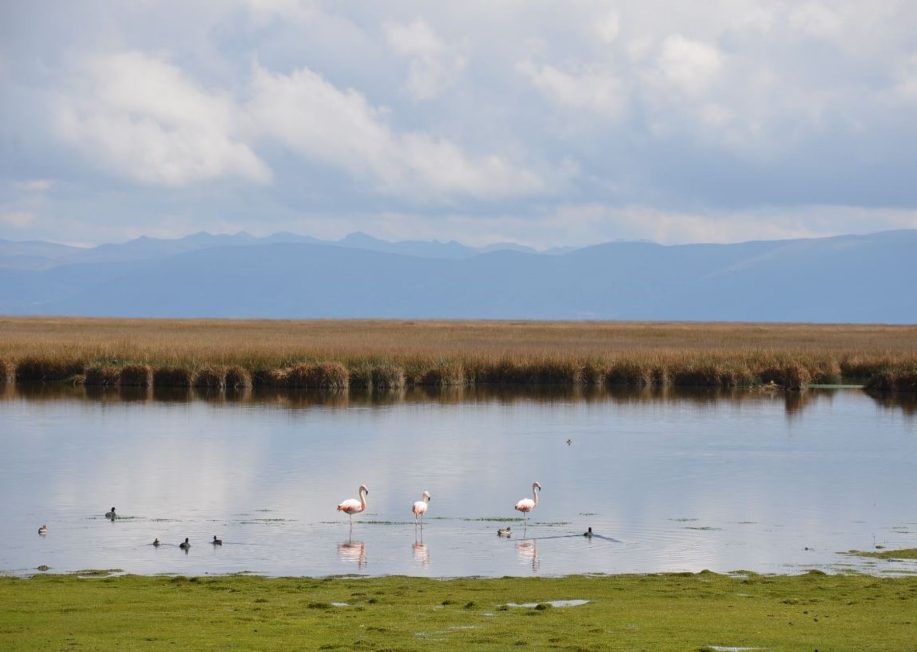 El lago Chinchaycocha se ubica a 20 kilómetros de la ciudad de Junín, en la meseta del Bombón, en los Andes centrales de Perú.
