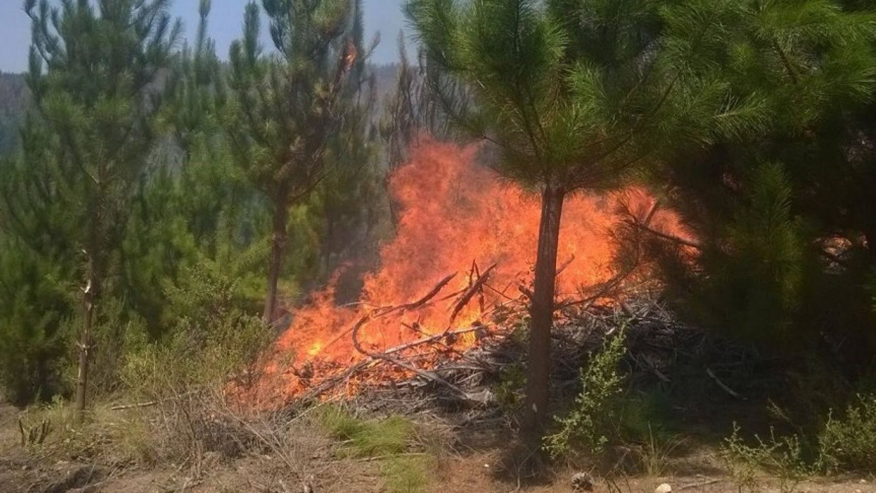 Incendios forestales en Chile