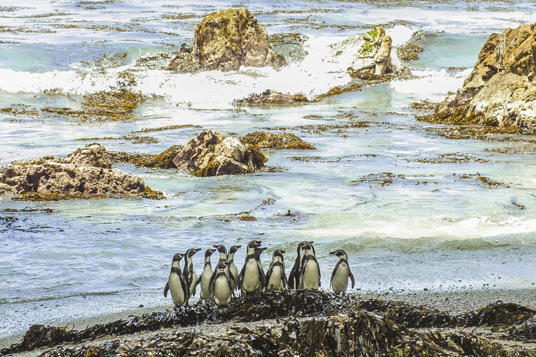 En Punta San Juan, en Marcona, Ica, anida un gran número de pingüinos.