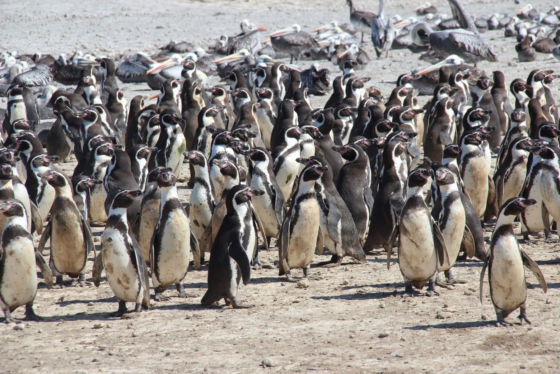 En Punta San Juan, en Marcona, Ica, anida un gran número de pingüinos.