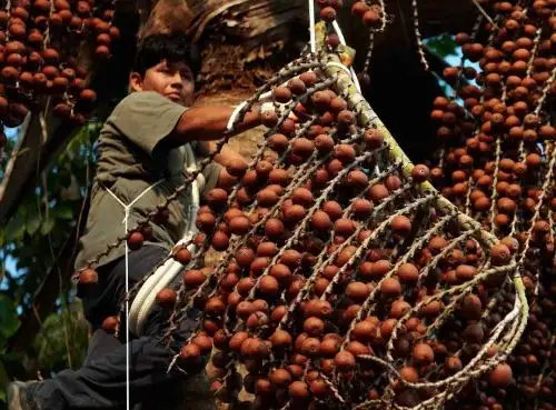 El aguaje (Mauritia fleuxosa) es el fruto de la palmera más representativa de la Amazonía, crece en los bosques inundados, principalmente en Loreto, Ucayali y Madre de Dios. ANDINA/Difusión