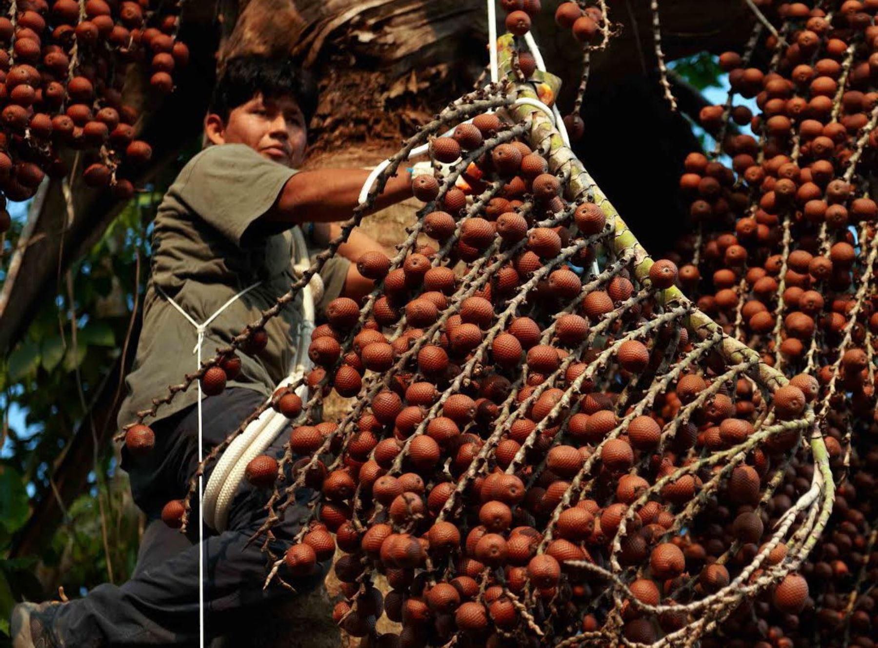 El aguaje (Mauritia fleuxosa) es el fruto de la palmera más representativa de la Amazonía, crece en los bosques inundados, principalmente en Loreto, Ucayali y Madre de Dios. ANDINA/Difusión