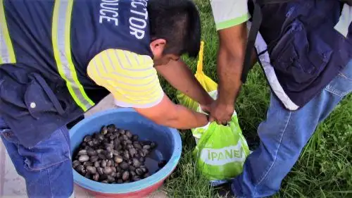 La veda del cangrejo rojo terminará el 28 de febrero, mientras que la de conchas negras y huequeras recién se ha iniciado el 15 de febrero y culminará el 31 de marzo.