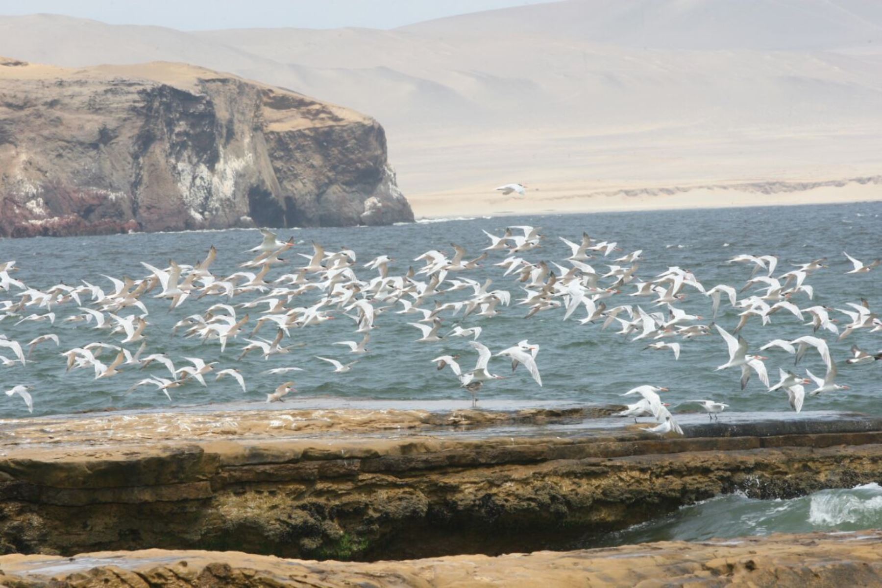 Reserva Nacional de Paracas cumple 44 años conservando el ecosistema marino costero de Ica. ANDINA/Jhony Laurente