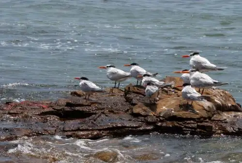 Reconocen monitoreo que protege a especies marinas en Paracas. ANDINA/Jhony Laurente
