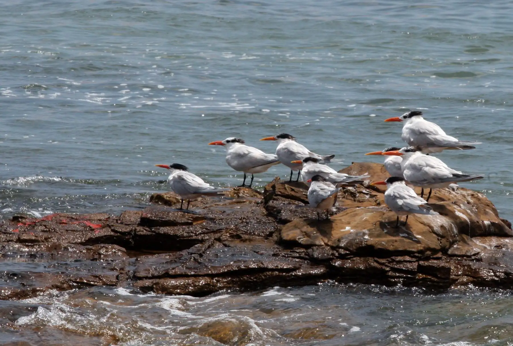 Reserva Nacional de Paracas. ANDINA/Jhony Laurente