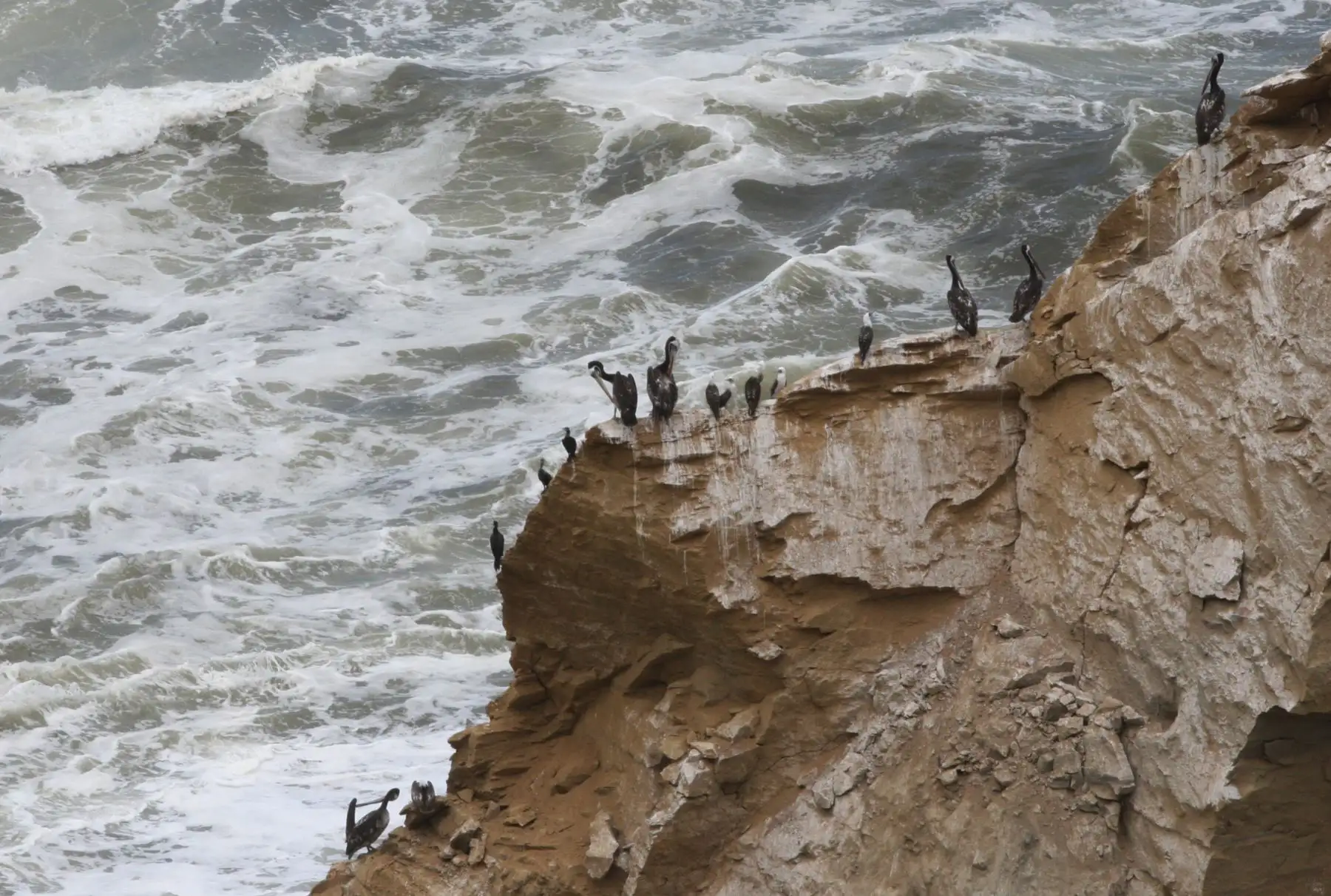 Reserva Nacional de Paracas. ANDINA/Jhony Laurente
