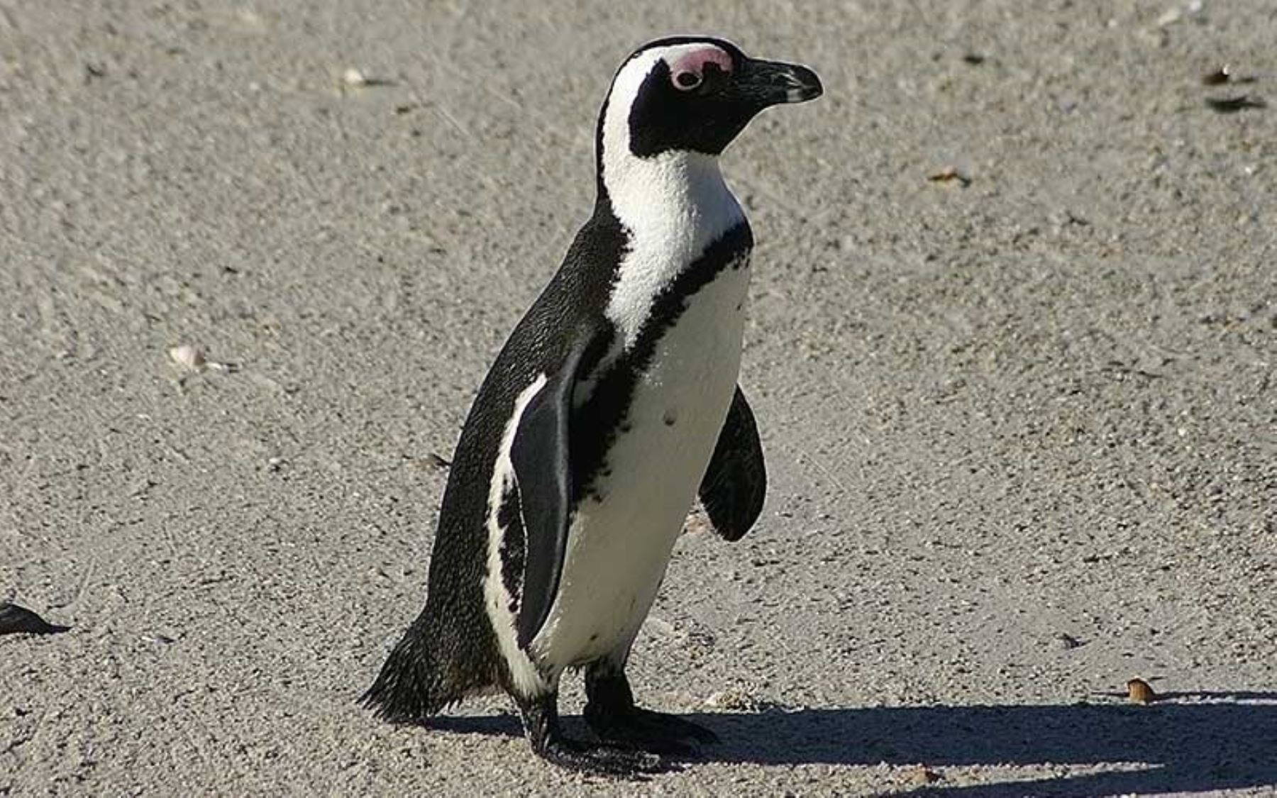 Африкан пингвины