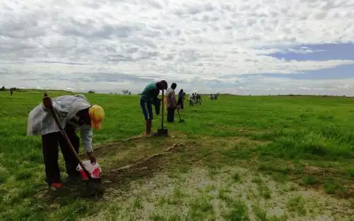 Reforestan bosques de algarrobo en Piura aprovechando temporada de lluvias.