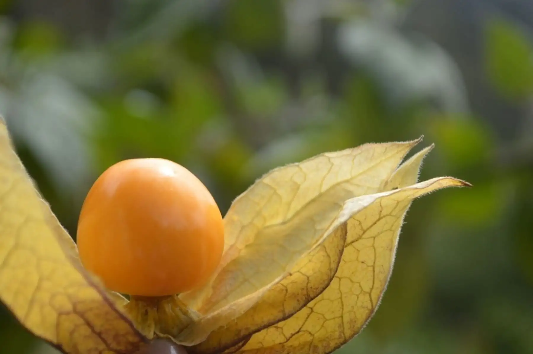 Pequeños agricultores en Áncash producirán aguaymanto libre de enfermedades.