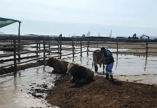 Senasa resguarda sanidad pecuaria y atiende a animales sobrevivientes de desastres.