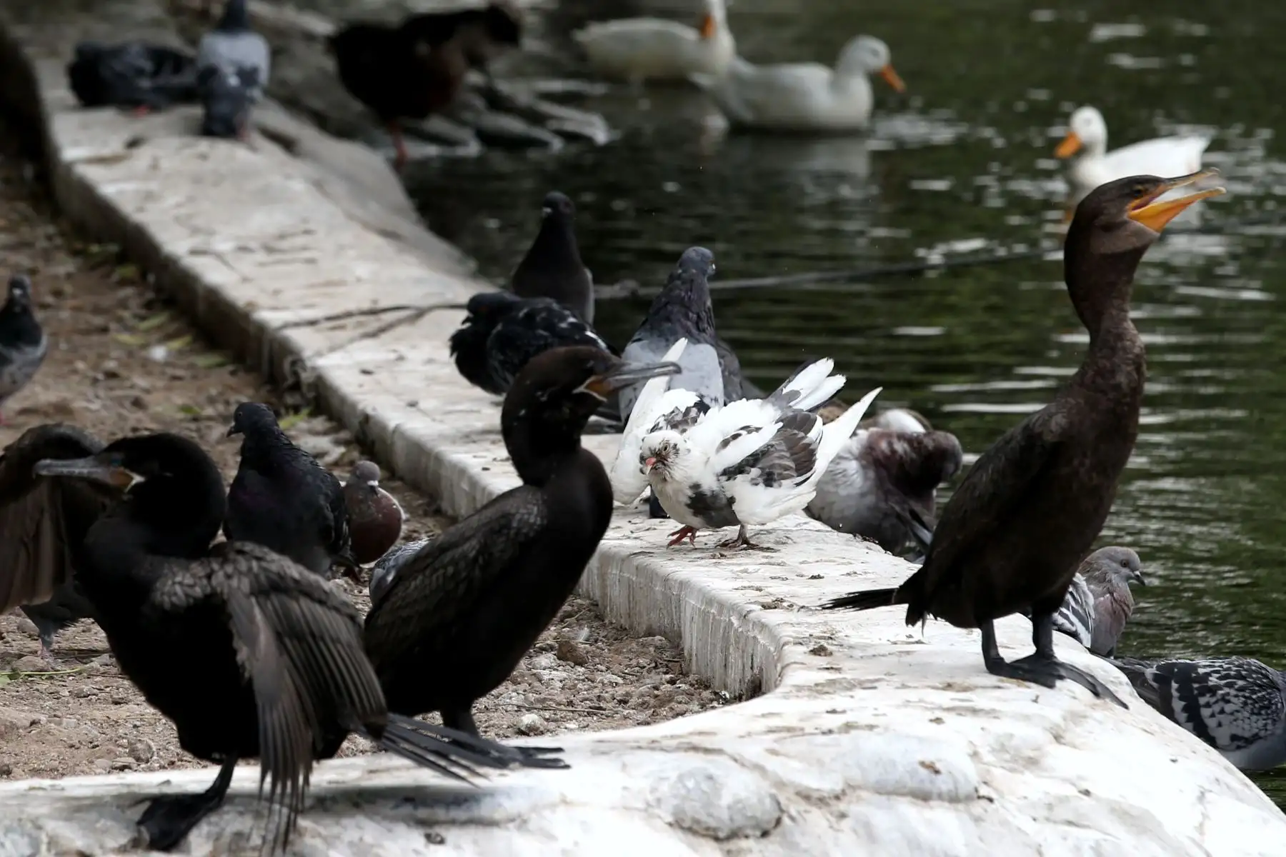LIMA,PERÚ-MARZO 22.Estado actual de los animales del zoológico Huachipa tras intenso calor.Foto:ANDINA/archivo.