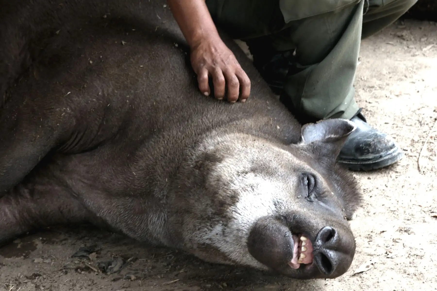 LIMA,PERÚ-MARZO 22.Estado actual de los animales del zoológico Huachipa tras intenso calor.Foto:ANDINA/archivo.