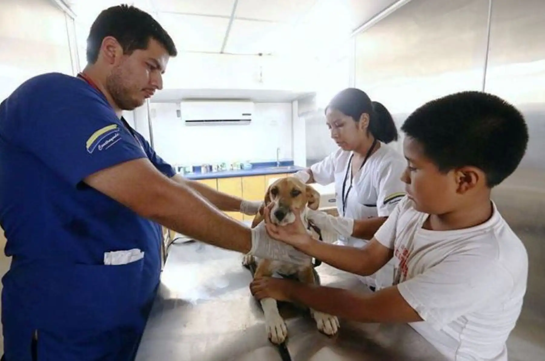 Brindan atención veterinaria a mascotas afectadas por emergencias en Carapongo. Foto: ANDINA/Difusión.