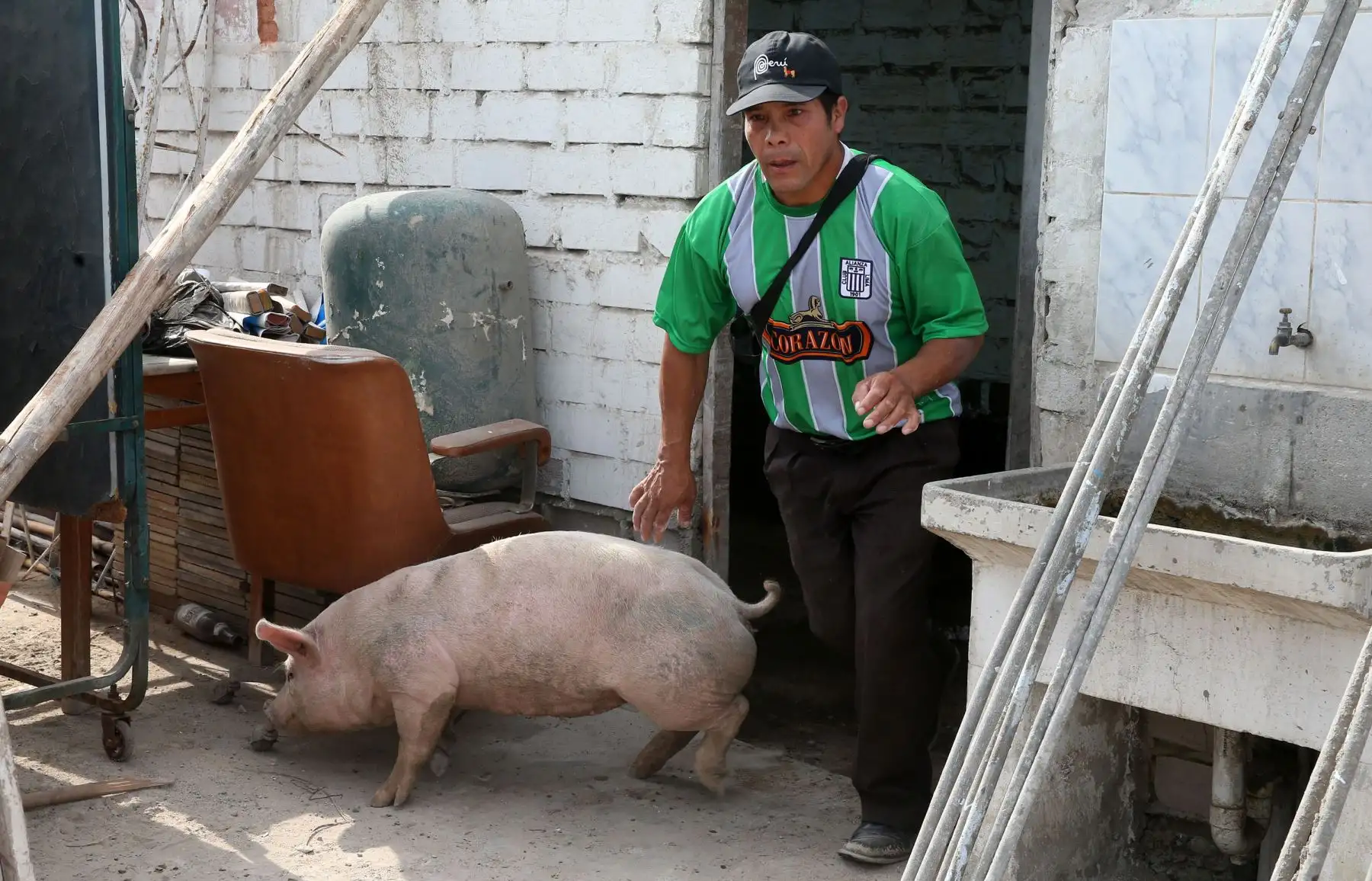 LIMA,PERÚ-MARZO 23. Municipalidad de Punta Hermosa entrega al esposo de Evangelina Chamorro animales que perdio durante el huaico.  Foto: ANDINA/Vidal Tarqui