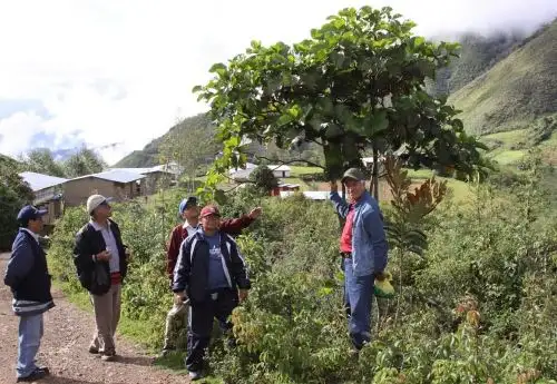 La quina es una de las especies emblemáticas del Perú y crece en los bosques de neblina de Cañaris, en Lambayeque. ANDINA/archivo