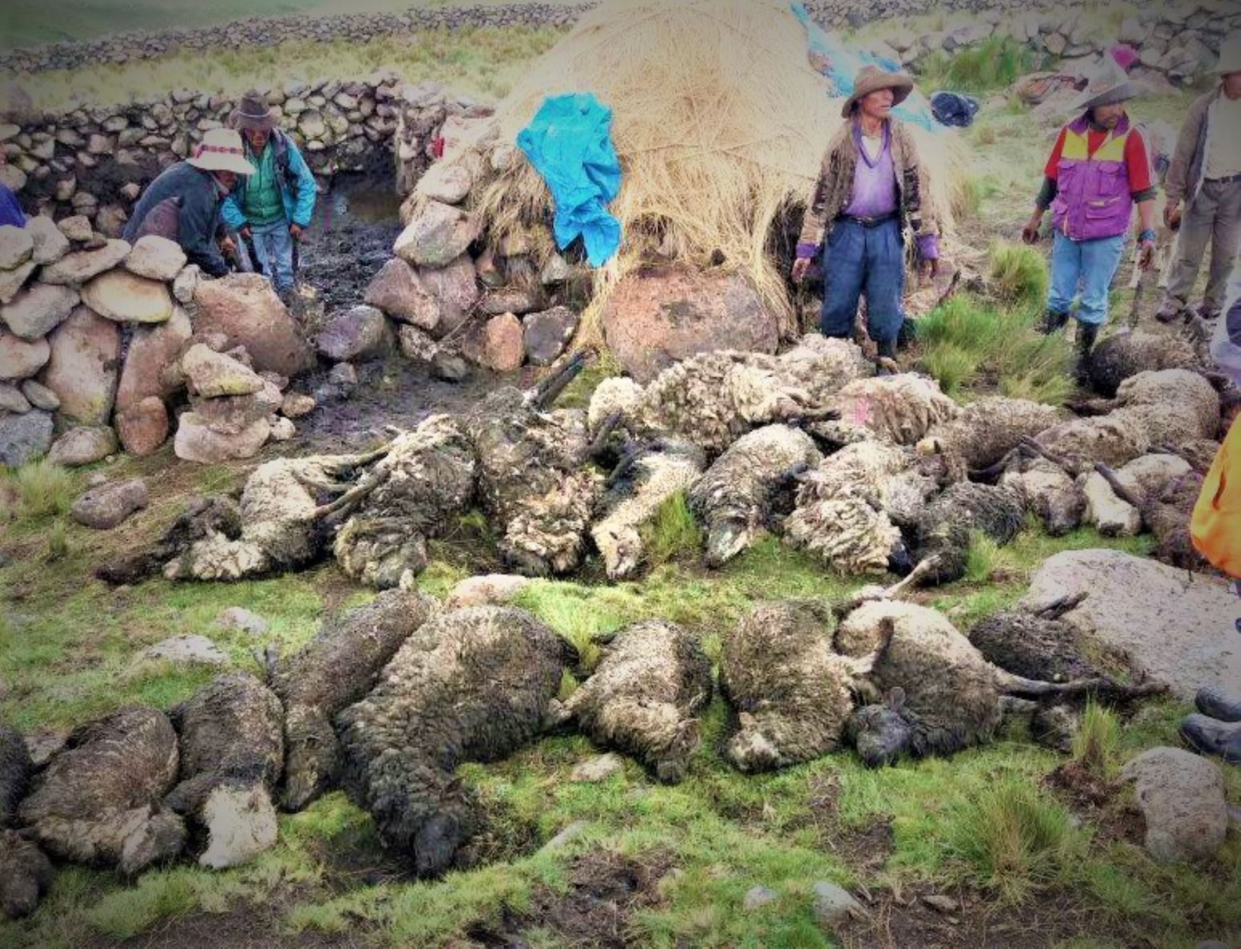 La muerte de los ovinos ocurrió la tarde del último domingo según denunció el alcalde del distrito de Livitaca, Olger Álvarez Gárate.