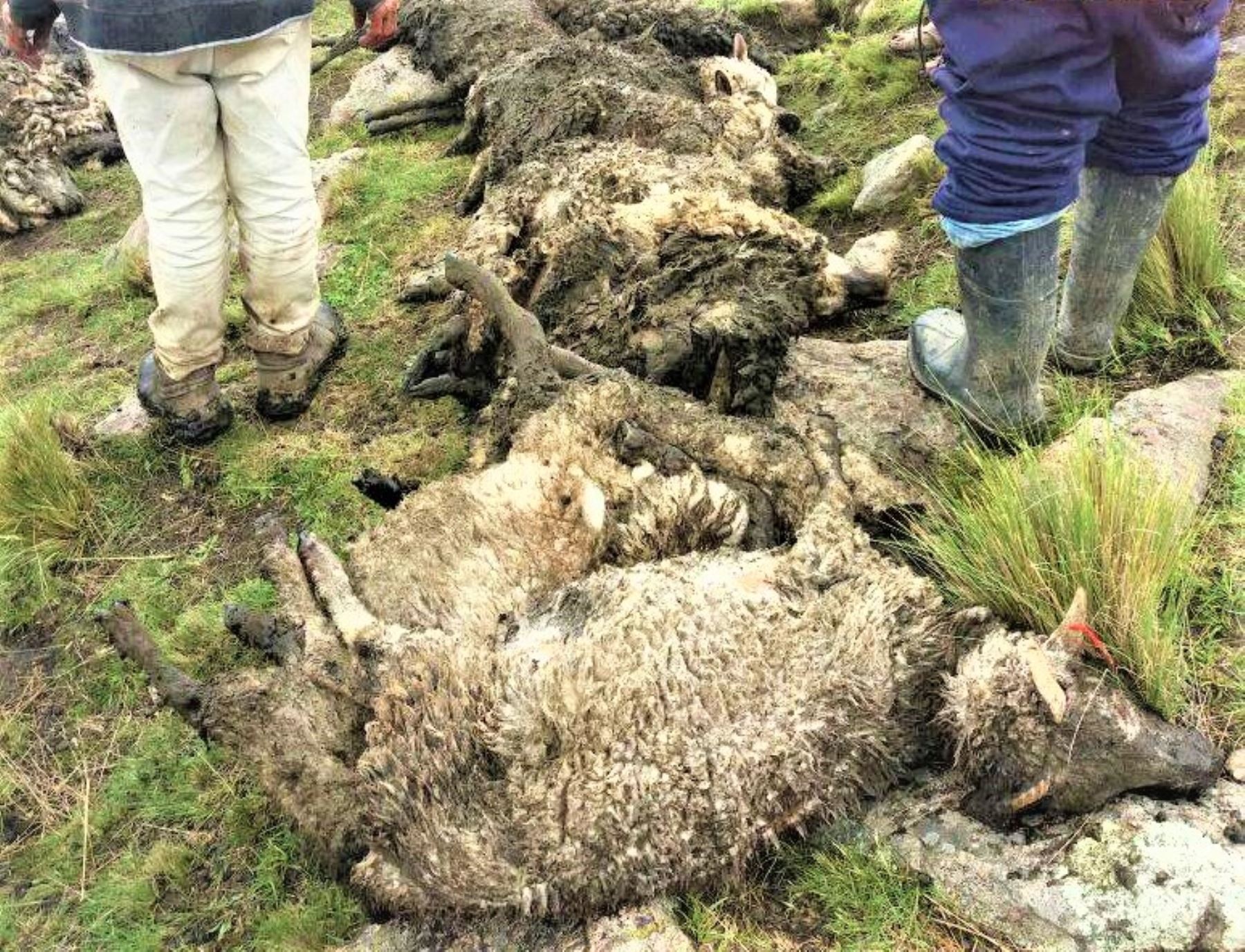 La Dirección Regional de Agricultura de Cusco realiza la evaluación de los daños, indicando que se debería declarar en emergencia ya que las lluvias aún continúan y se temen que más animales perezcan.