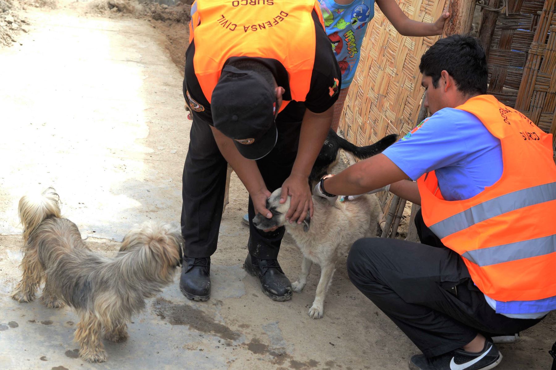 Perritos y gatitos rescatados de huaicos serán puestos en adopción en Feria de Surco. Foto: ANDINA/Difusión.