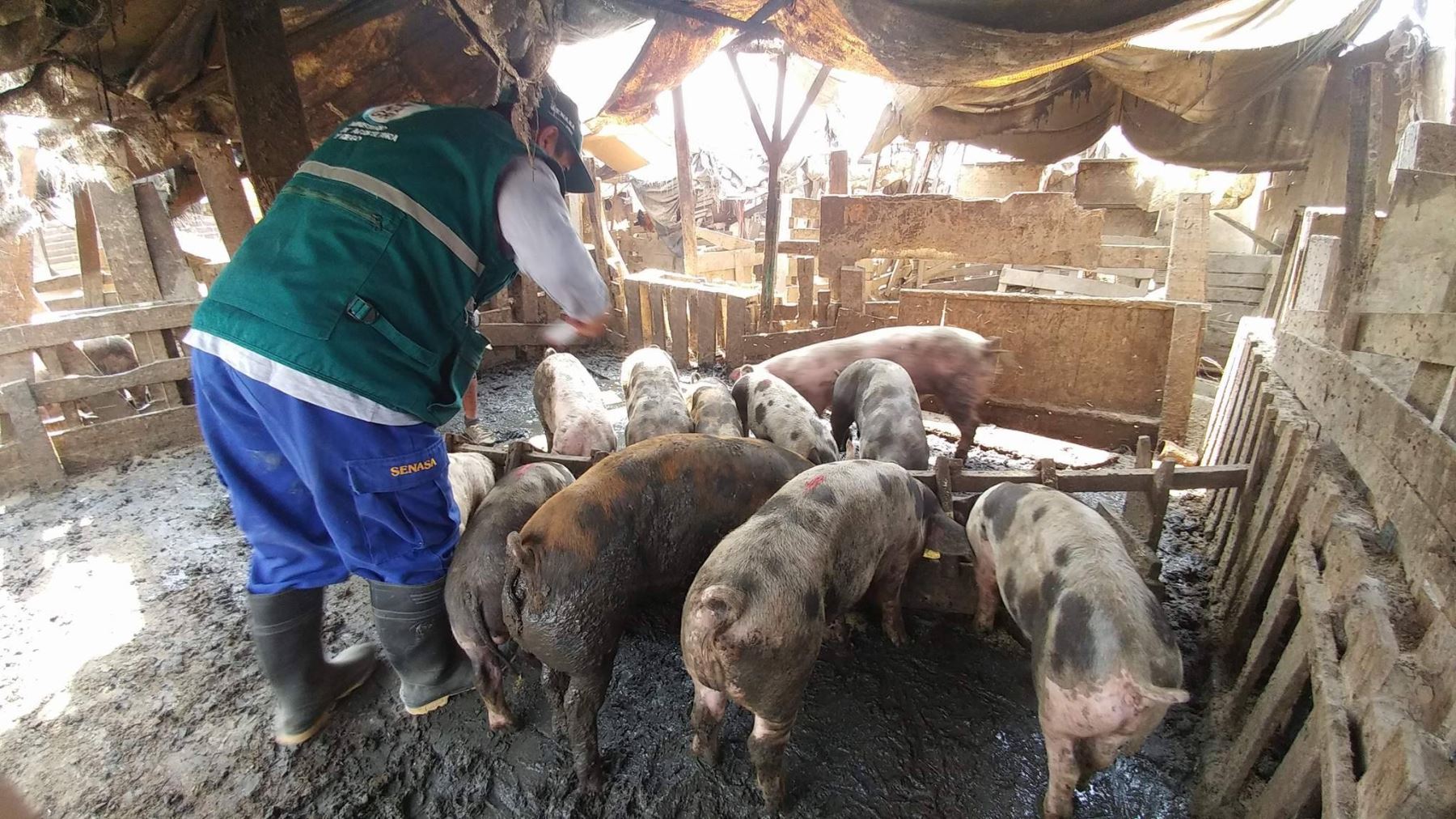 Senasa llegó a Cajamarquilla, en Lurigancho - Chosica para vacunar a cerdos contra peste porcina.