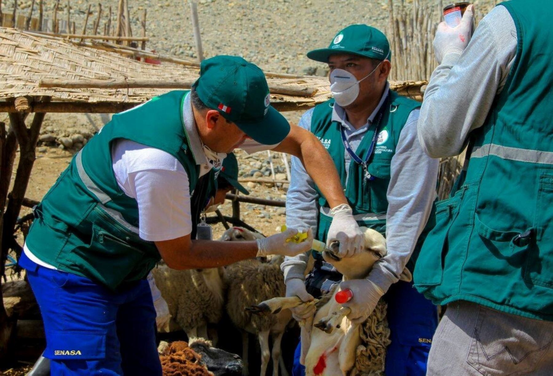 Senasa atiende 250 animales en Huarmey frente a la alerta sanitaria. ANDINA