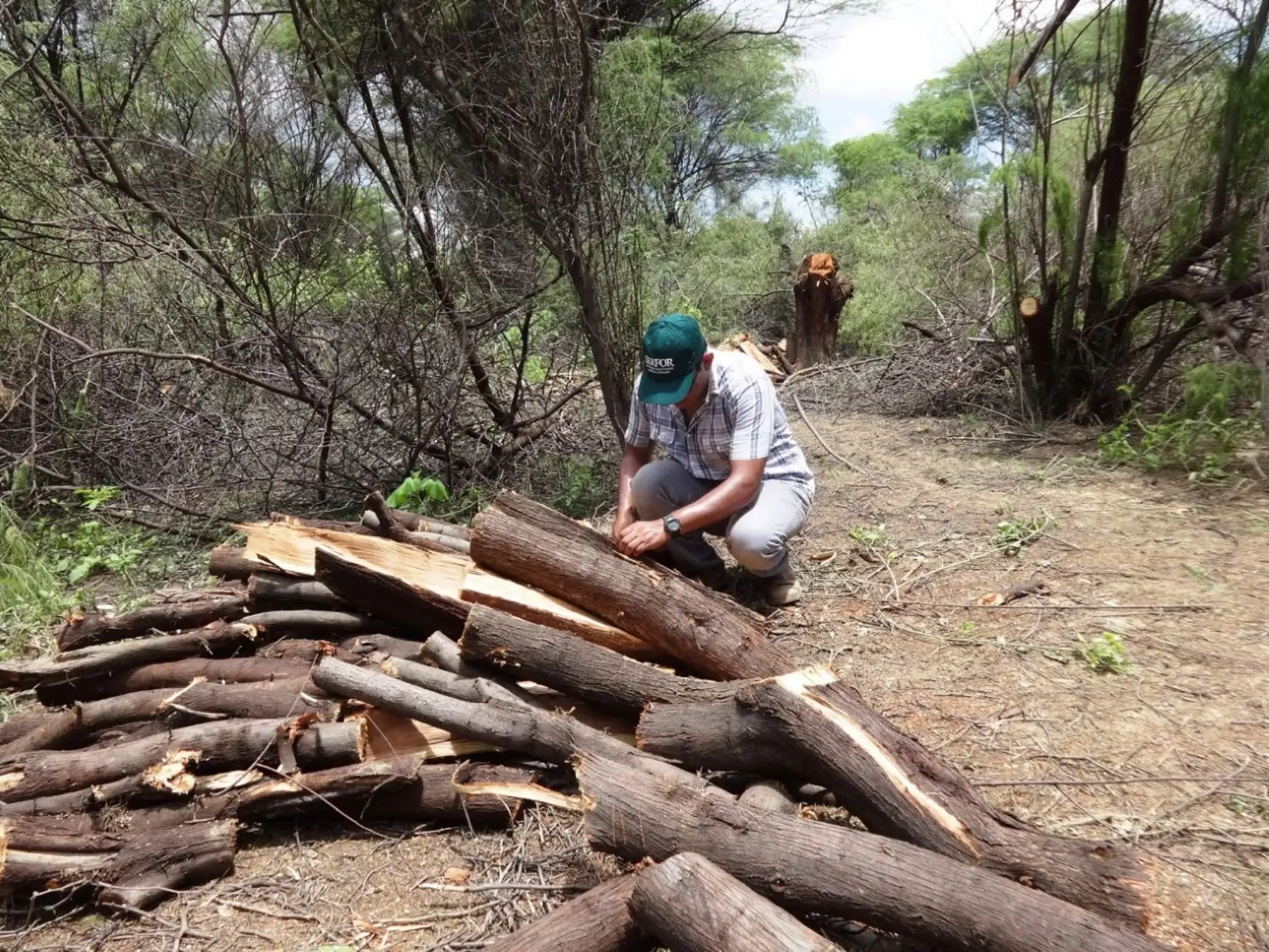 Con video educativo buscan hacer reflexionar sobre peligros de la deforestación. Cortesía