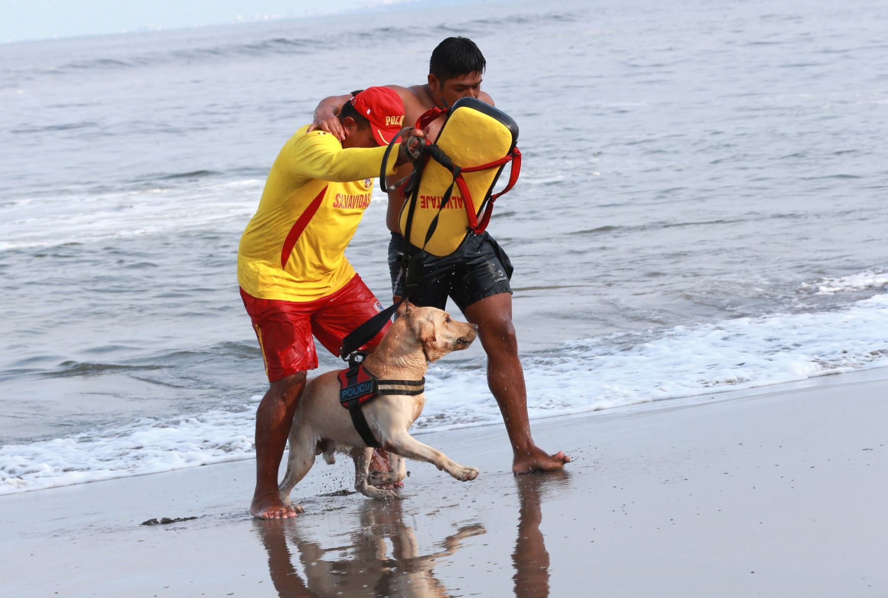 Turco, uno de los perros salvavidas, en plena tarea de rescate. ANDINA/Norman Córdova
