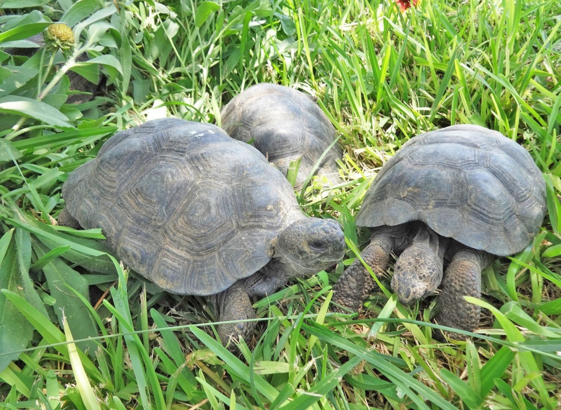Rescatan 29 tortugas galápagos en peligro de extinción procedentes de Ecuador. ANDINA