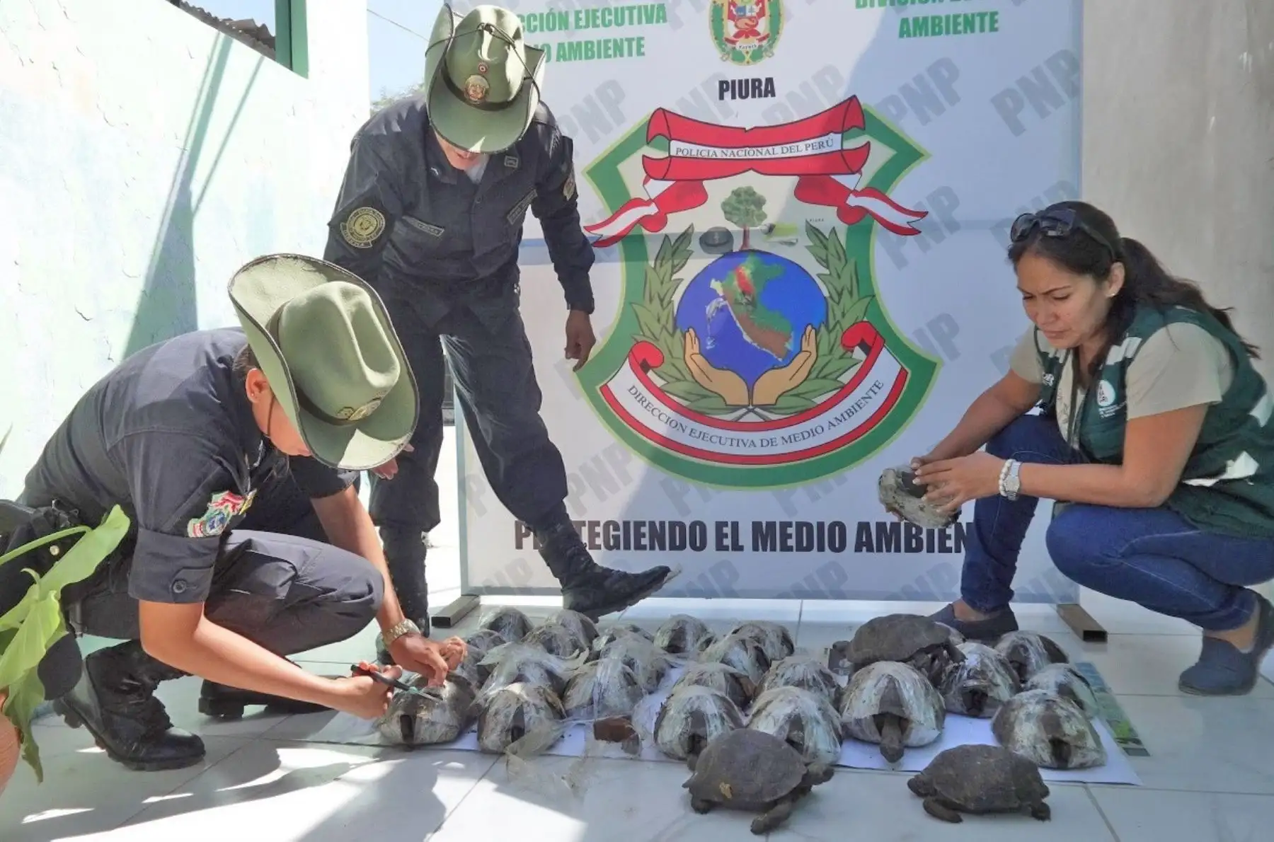 Rescatan 29 tortugas galápagos en peligro de extinción procedentes de Ecuador. ANDINA