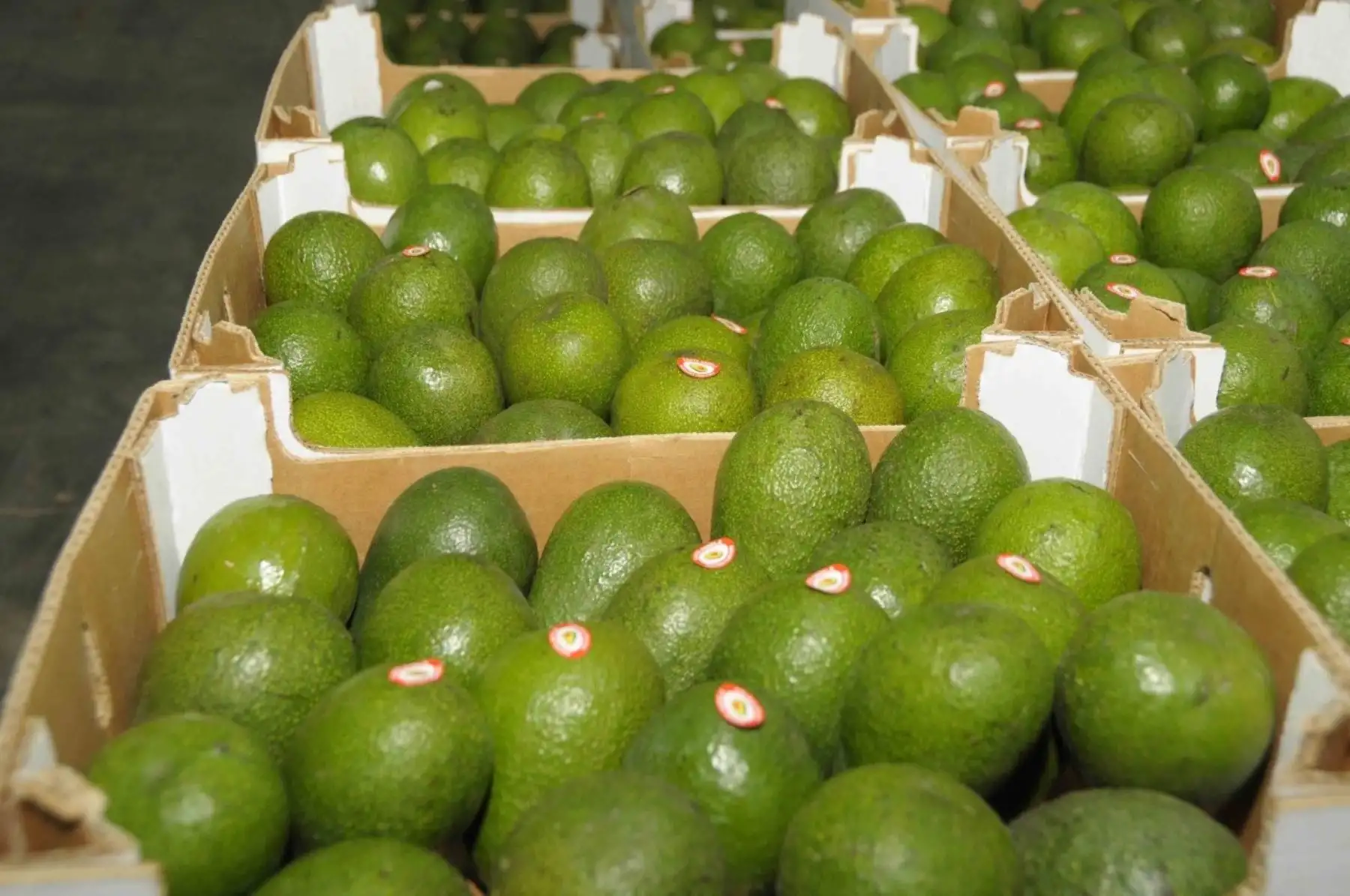 La gerente de agro de la Asociación de Exportadores (ADEX), Paula Carrión, manifestó que Moquegua puede incrementar la exportación de sus productos con valor agregado, particularmente los de agro y pesca, pues su oferta es de calidad y sus productores y exportadores fortalecerán sus competencias para posicionarse en el exterior.