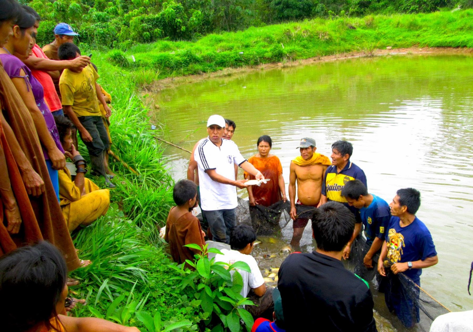 Comunidades indígenas de Satipo implementan proyectos de desarrollo alternativo.