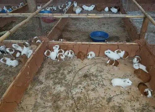 Con crianza de cuyes familias de Incahuasi esperan ganar a la pobreza. ANDINA/Difusión