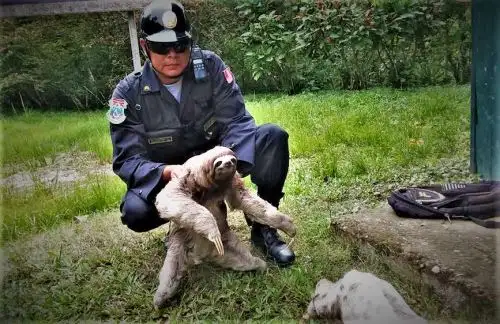La División de Medio Ambiente de la Policía Nacional reforzará la vigilancia para prevenir deitos ambientales y garantizar la protección de ecosistemas.